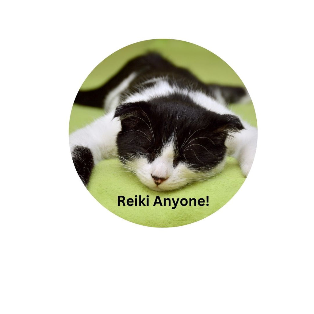 What is Animal Reiki?