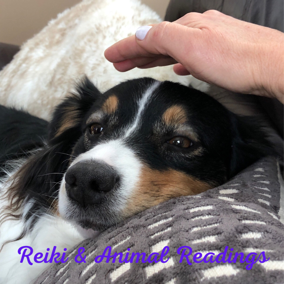Reiki Healing (Pet)