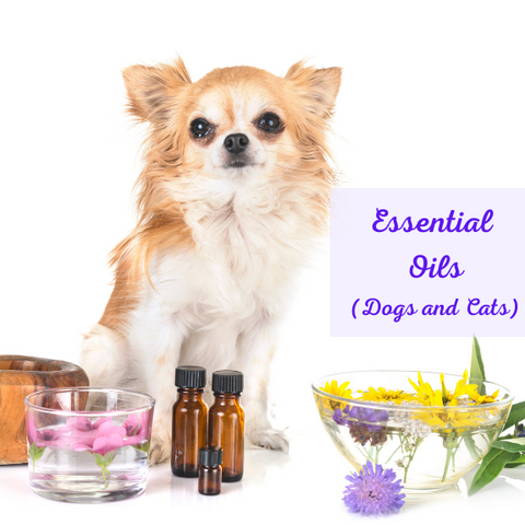 The Ultimate Guide to Using Essential Oils for Dogs and Cats