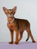 3-pcs Red Diamond  Double Strand Pearl & Rhinestone Pet Necklace - Luxury Collar for Cats & Dogs Size M (25-31CM)