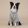 Grey Classic Dog Sweatshirt with Hood & Drawstrings - For Large Dogs (Size : 2XL)